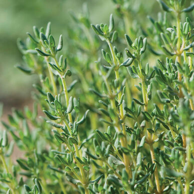 Thym bio