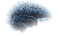 cerebro cópia 2.png