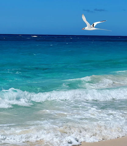seagull_beach.jpeg