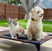 Healing for Animals