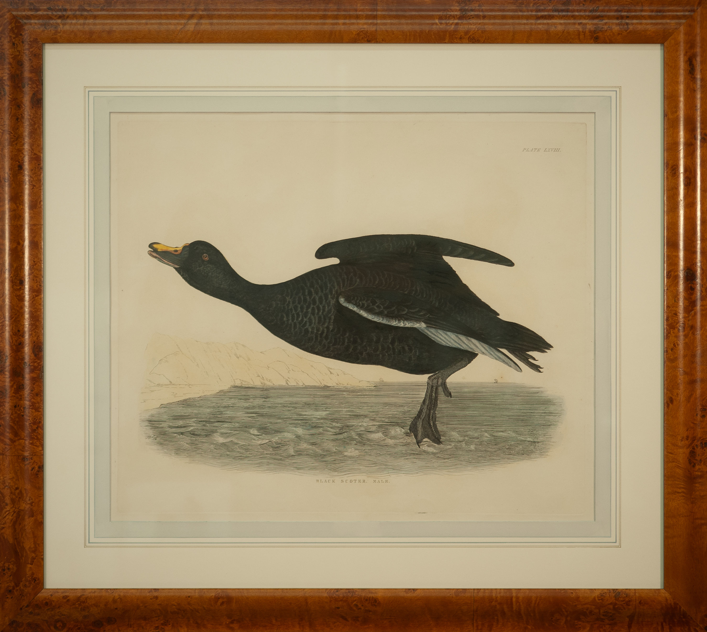 British Ornithology