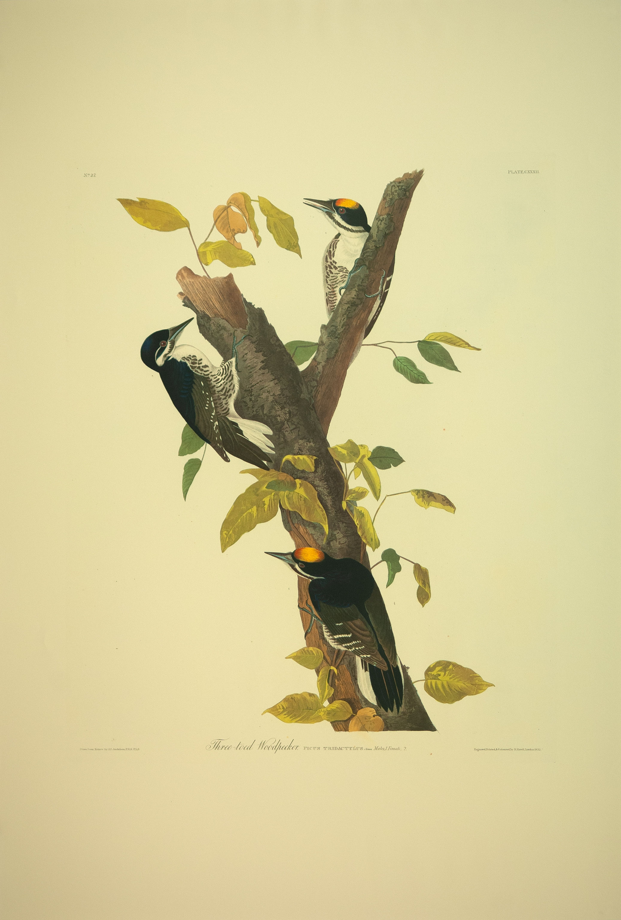 Three Toed Woodpecker