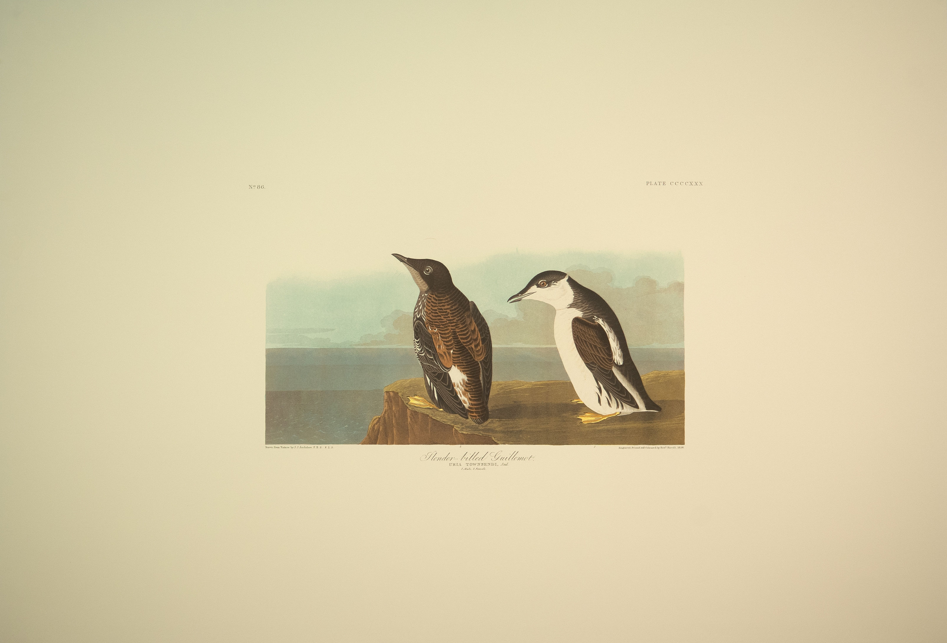 Slender Billed Guillemot