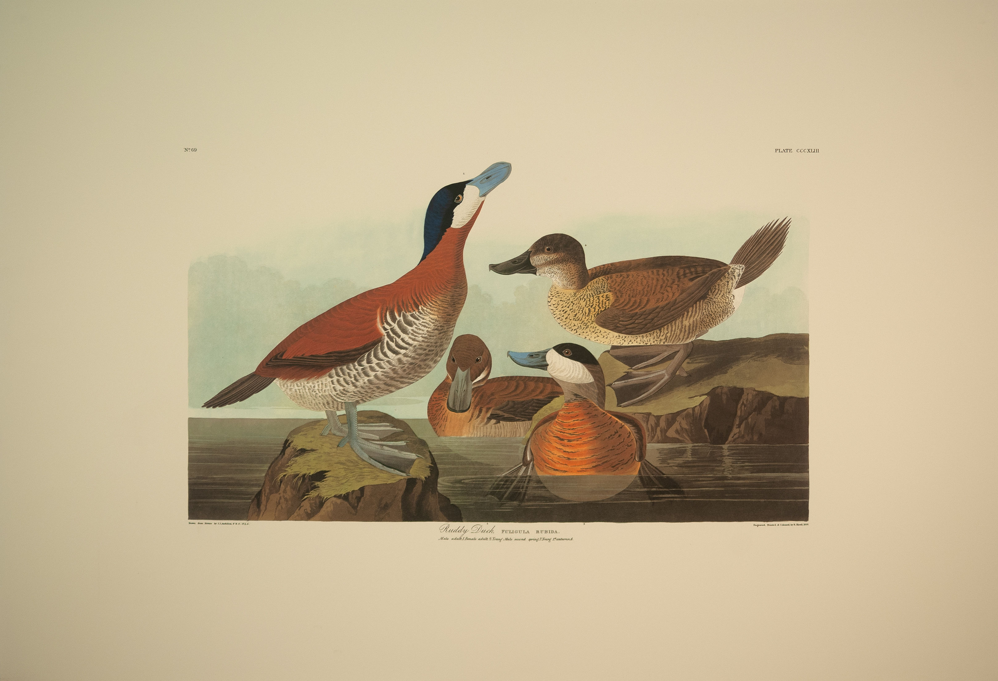Ruddy Duck