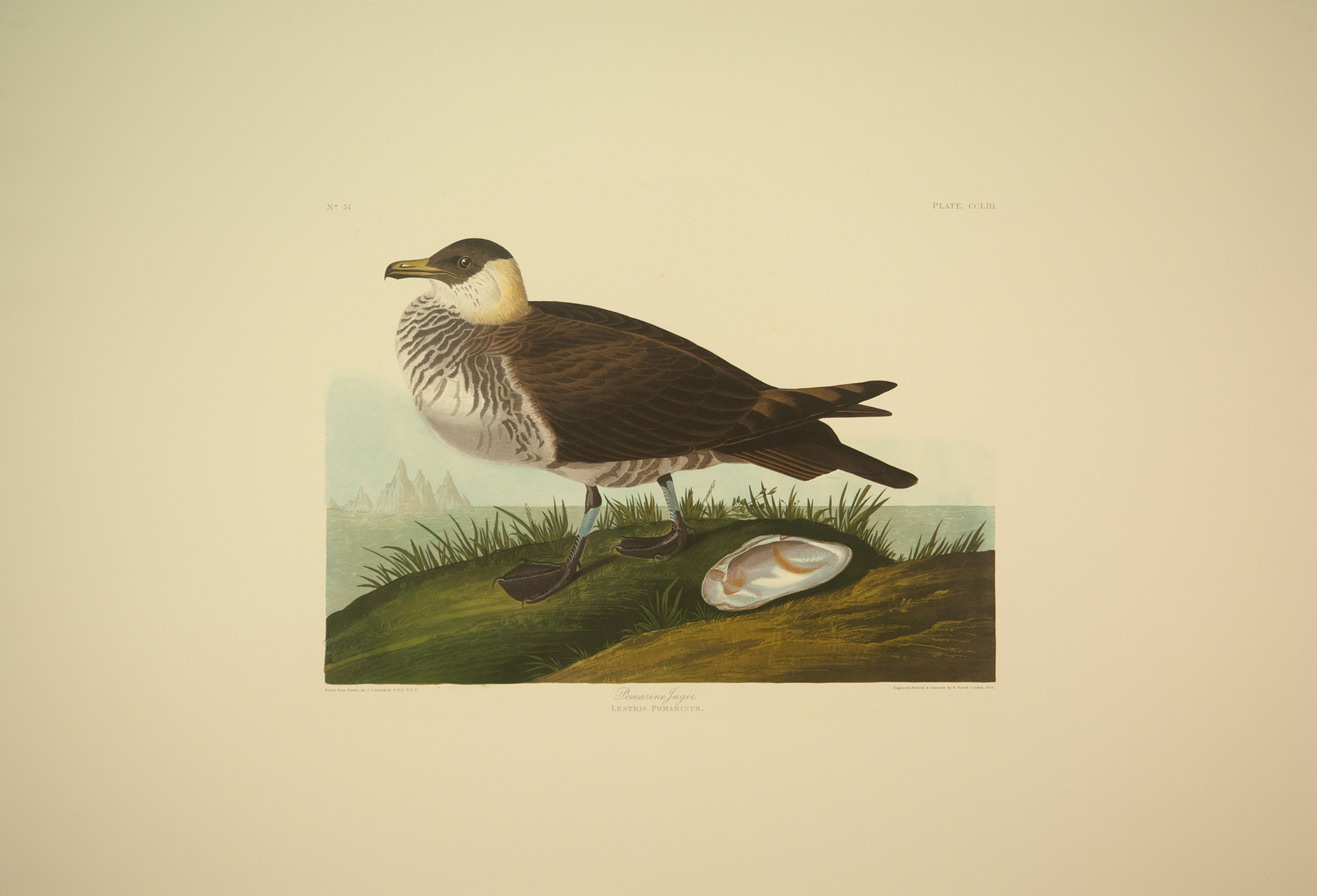 Pomarine Jager