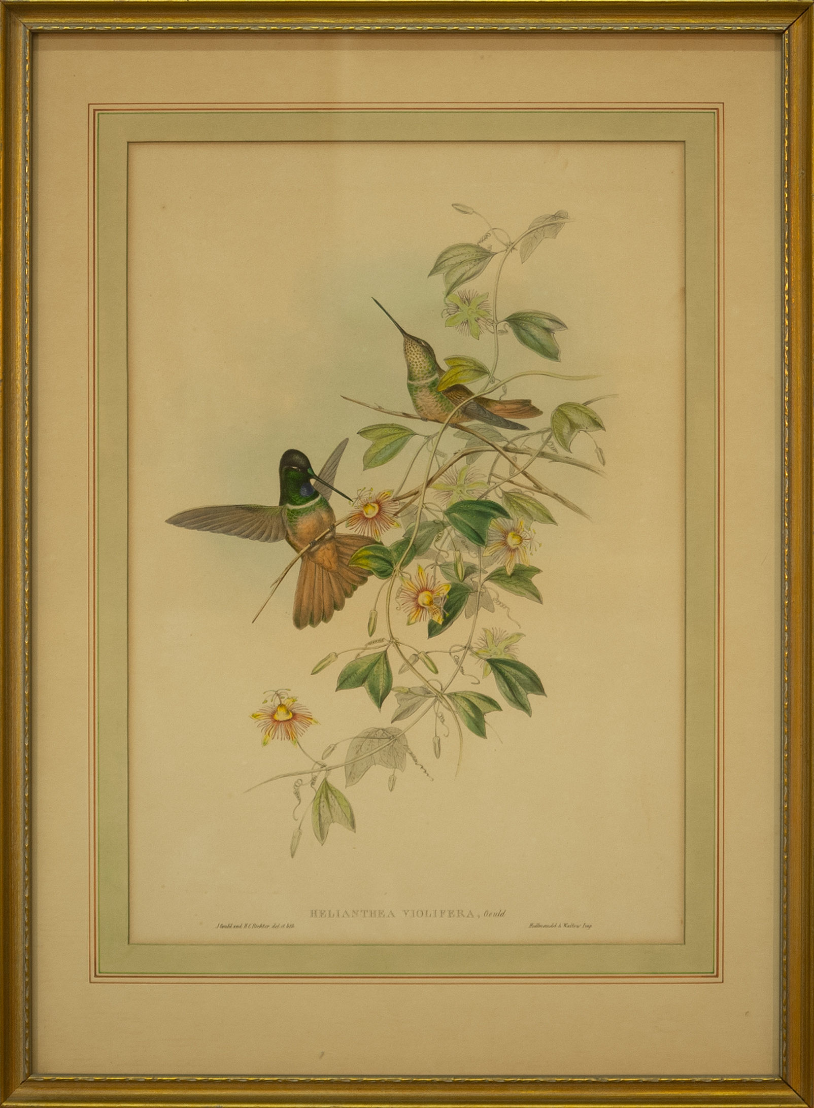 Heliathea Violifera