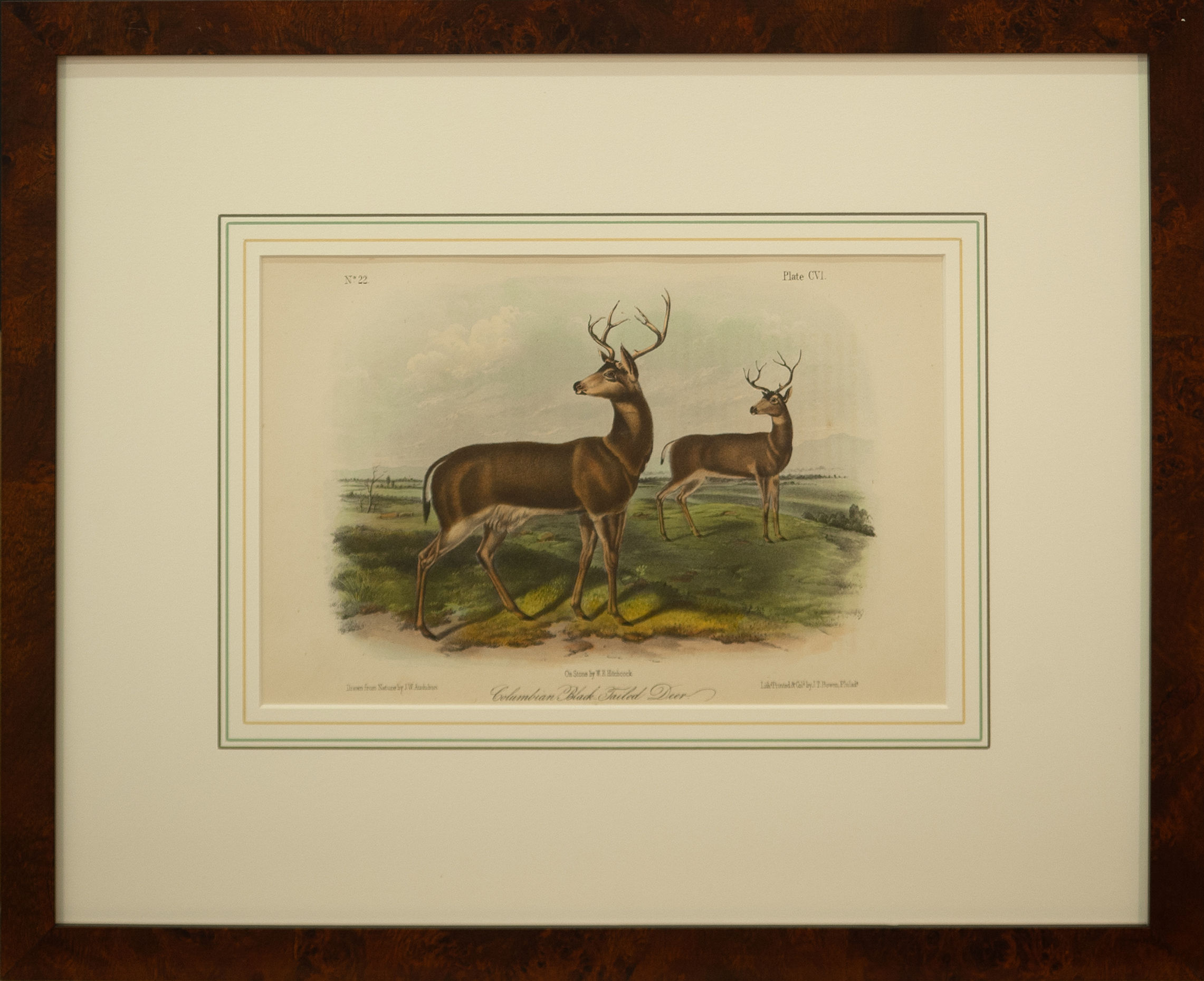 Columbian Black Tail Deer
