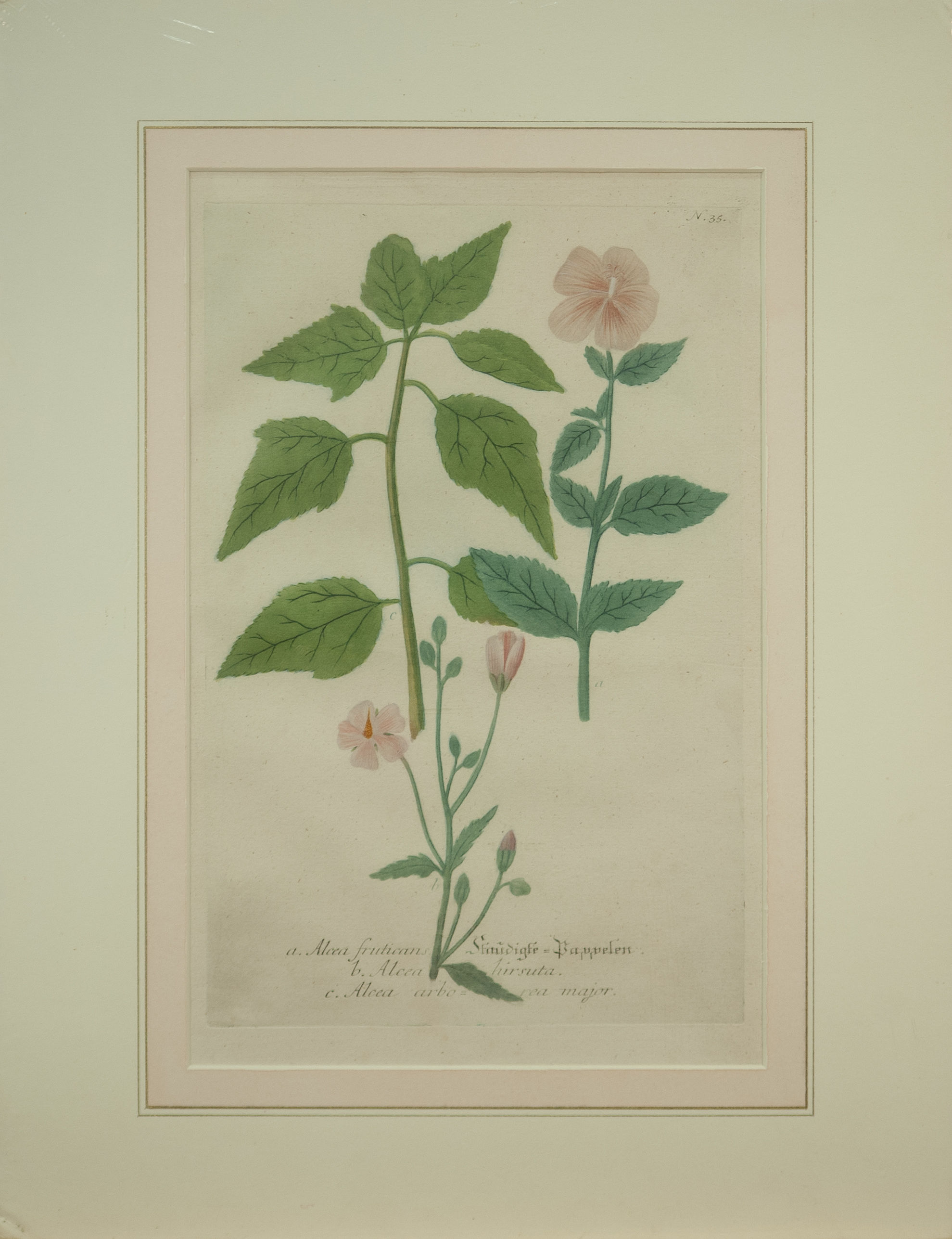 Phytanthoza