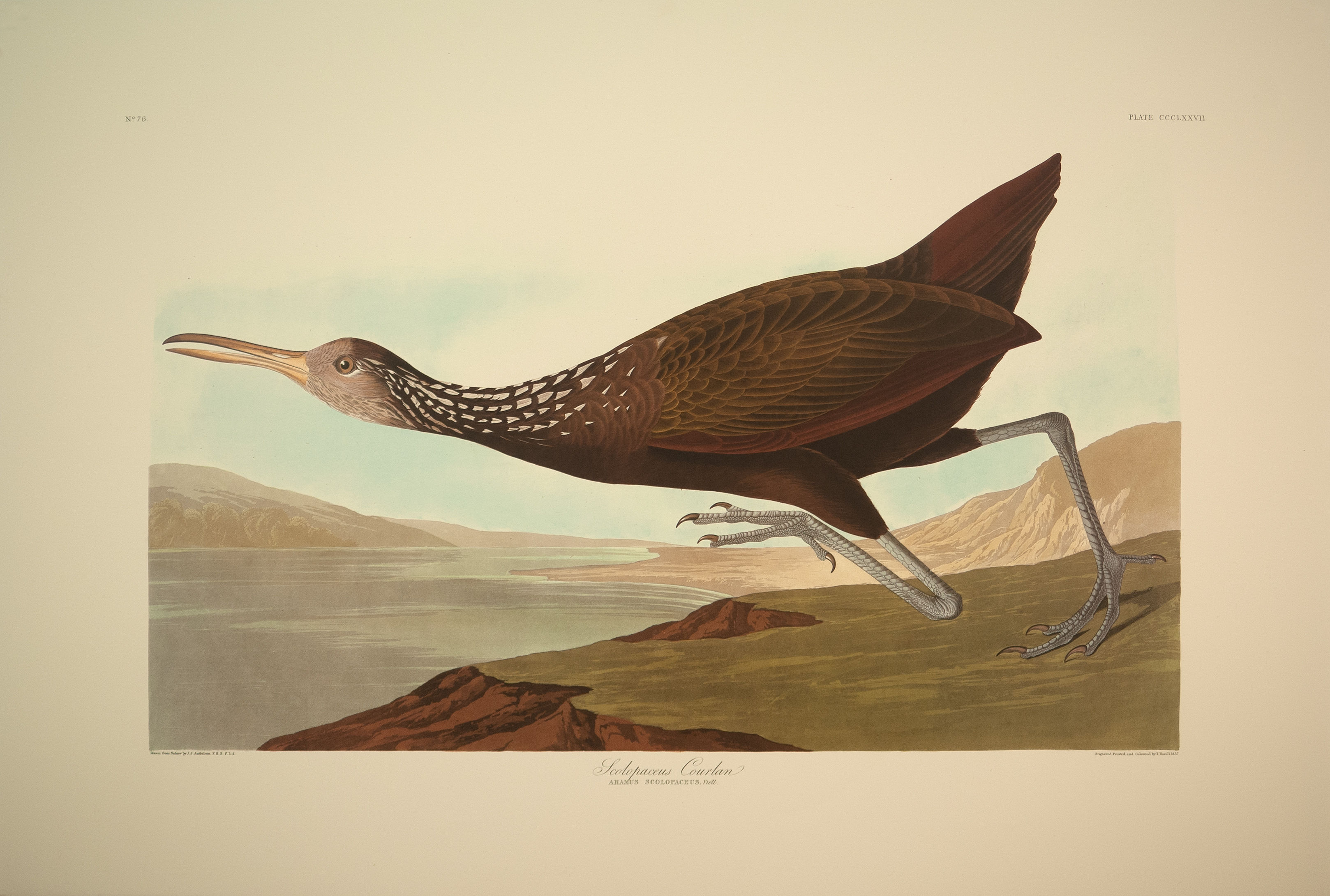 Scotopaceus Courlan