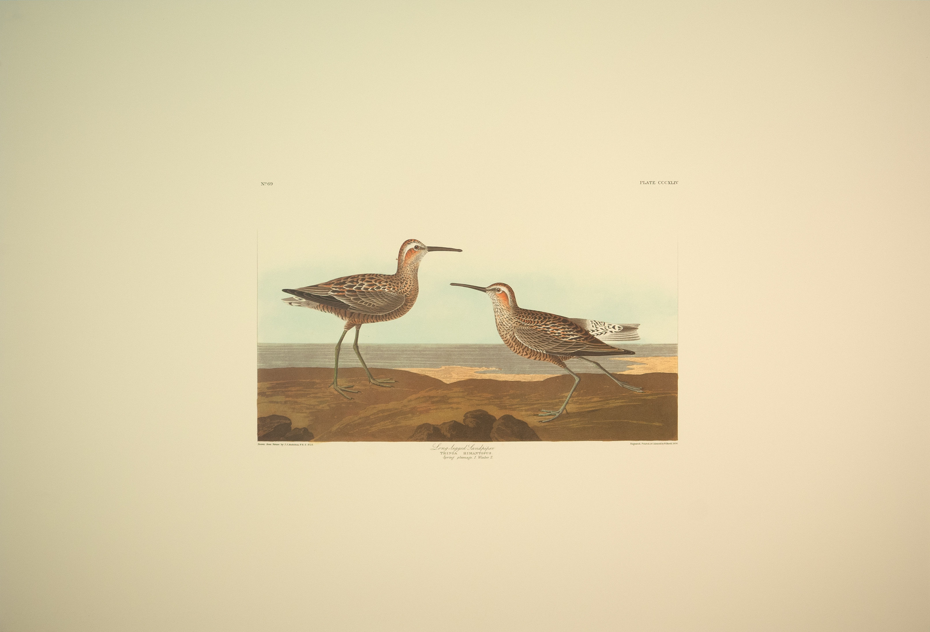 Long Legged Sandpiper