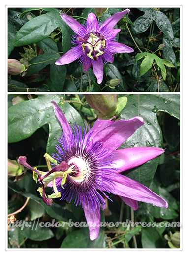 3D感十足的Passion Flowers