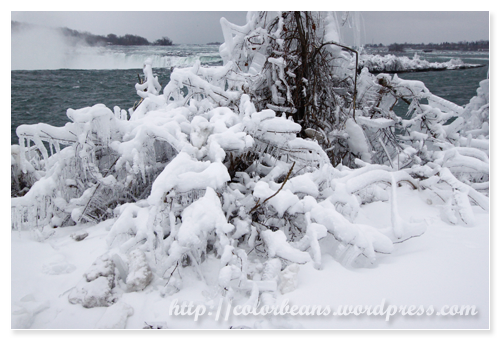 Niagara-Falls 河岸邊的樹枝上都是冰和雪