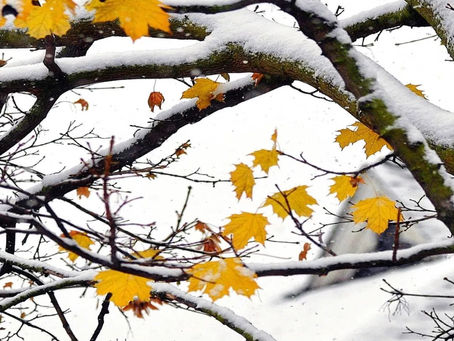 世界将向何处去（第74天/2020）