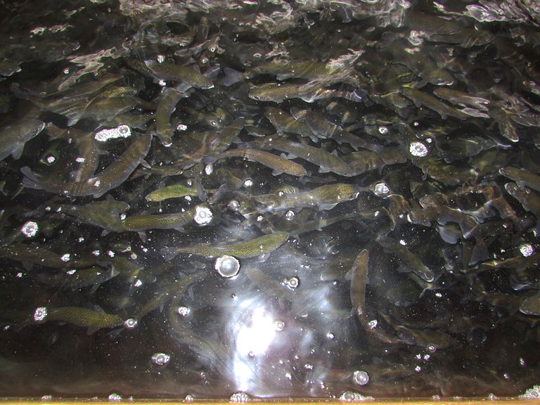Rainbow Trout Population 2016_edited.jpg