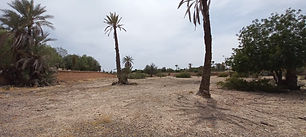 A vendre un terrain à la palmeraie de Marrakech, titré, sur 1 hectare, clos de murs, électricité, puits, avec un très bon voisinage. Pas de piste.