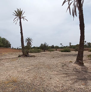 A vendre un terrain à la palmeraie de Marrakech, titré, sur 1 hectare, clos de murs, électricité, puits, avec un très bon voisinage. Pas de piste.