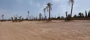 Lot de 5 hectares à lotir pour promotion immobilière à la palmeraie de Marrakech. Division en lots de 5000 m² possible. Eau, électricité.