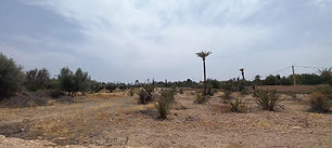 Terrain à vendre à la palmeraie de Marrakech. Titré, un hectare dans un des meilleurs secteurs de la palmeraie, clos de mur (à revoir), électricité, eau de la commune. Dossier sur demande uniquement.