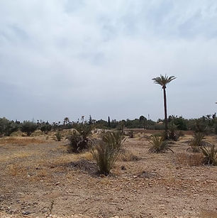 Terrain à vendre à la palmeraie de Marrakech. Titré, un hectare dans un des meilleurs secteurs de la palmeraie, clos de mur (à revoir), électricité, eau de la commune. Dossier sur demande uniquement.
