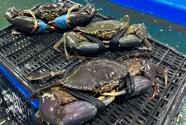 Astaxanthin supplier