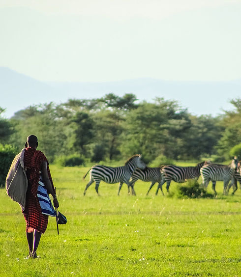 zebras-in-park.jpeg