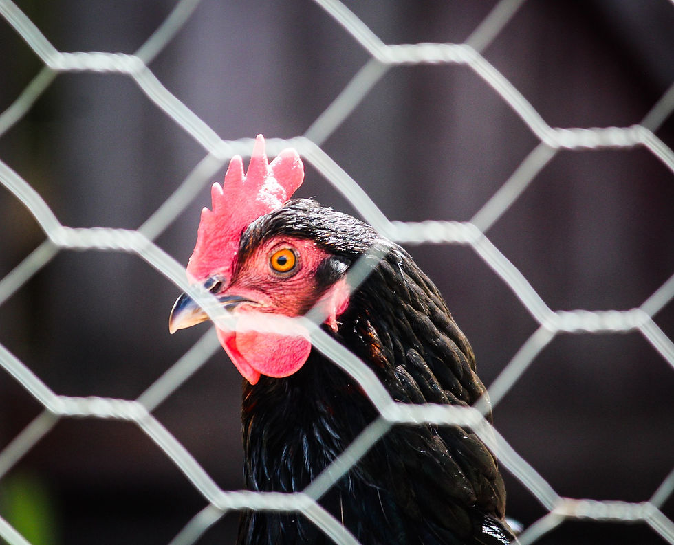 A hen's life