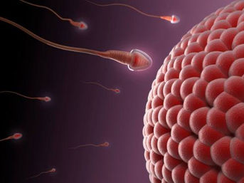 Infertilidade Conjugal
