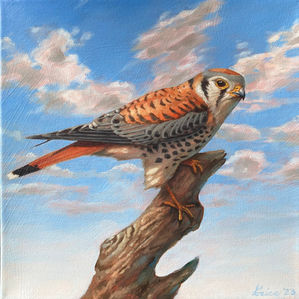 American Kestrel Oil Painting, Joseph Grice Art