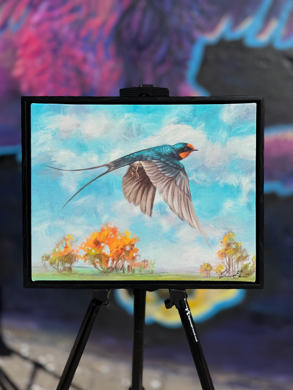 Barn Swallow Canvas Print (Framed)