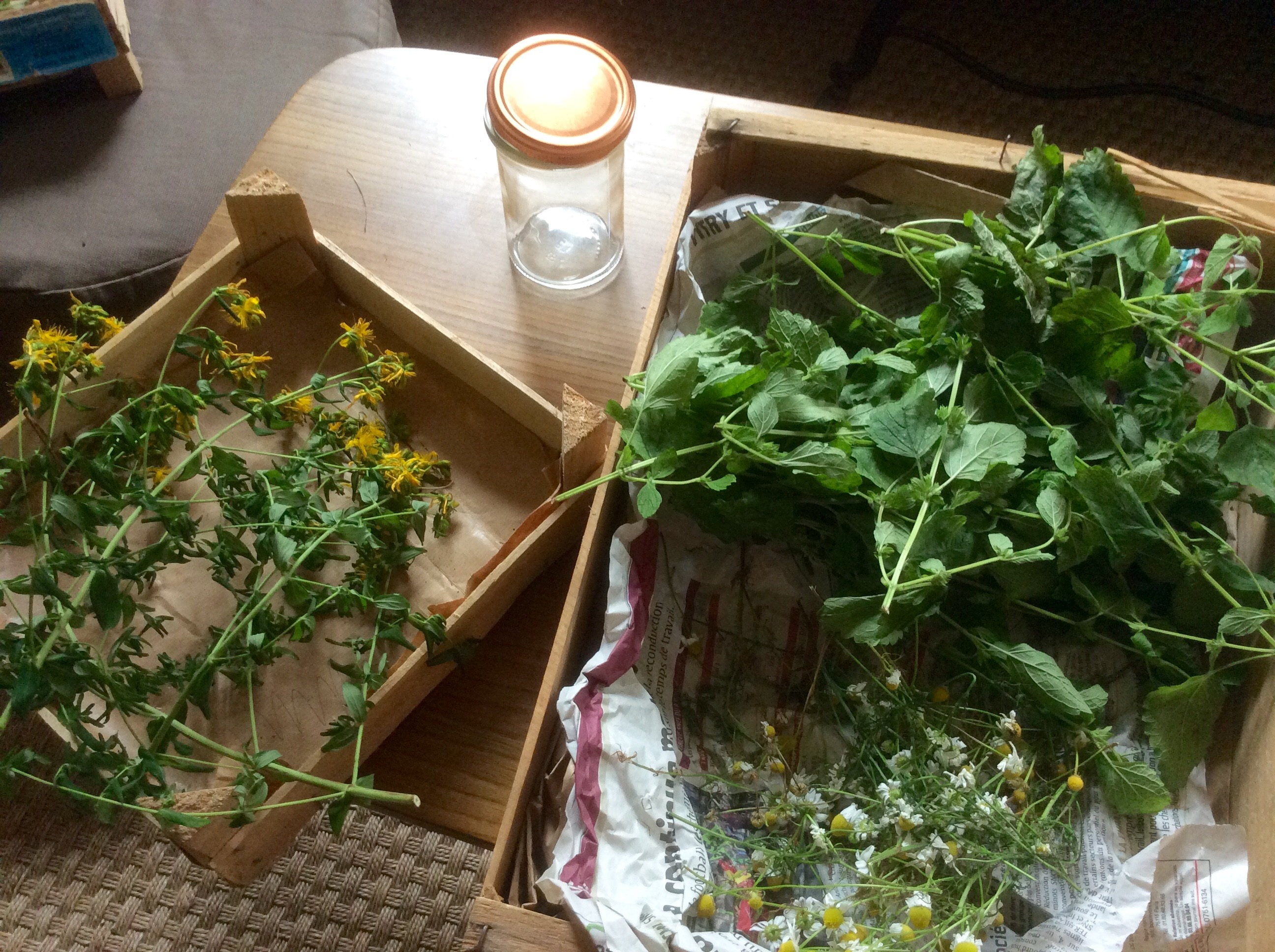 atelier d'usage des plantes