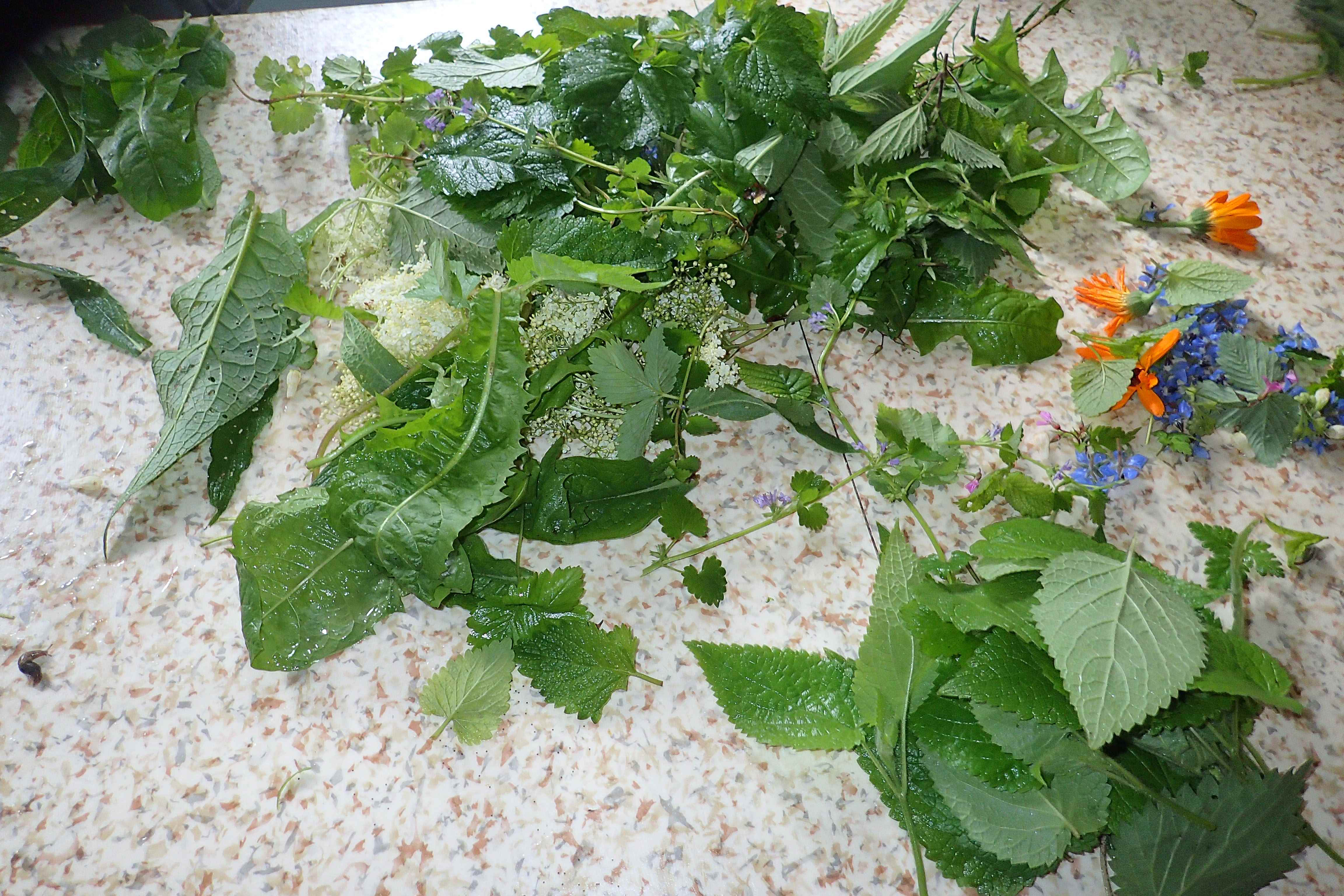 salade sauvage