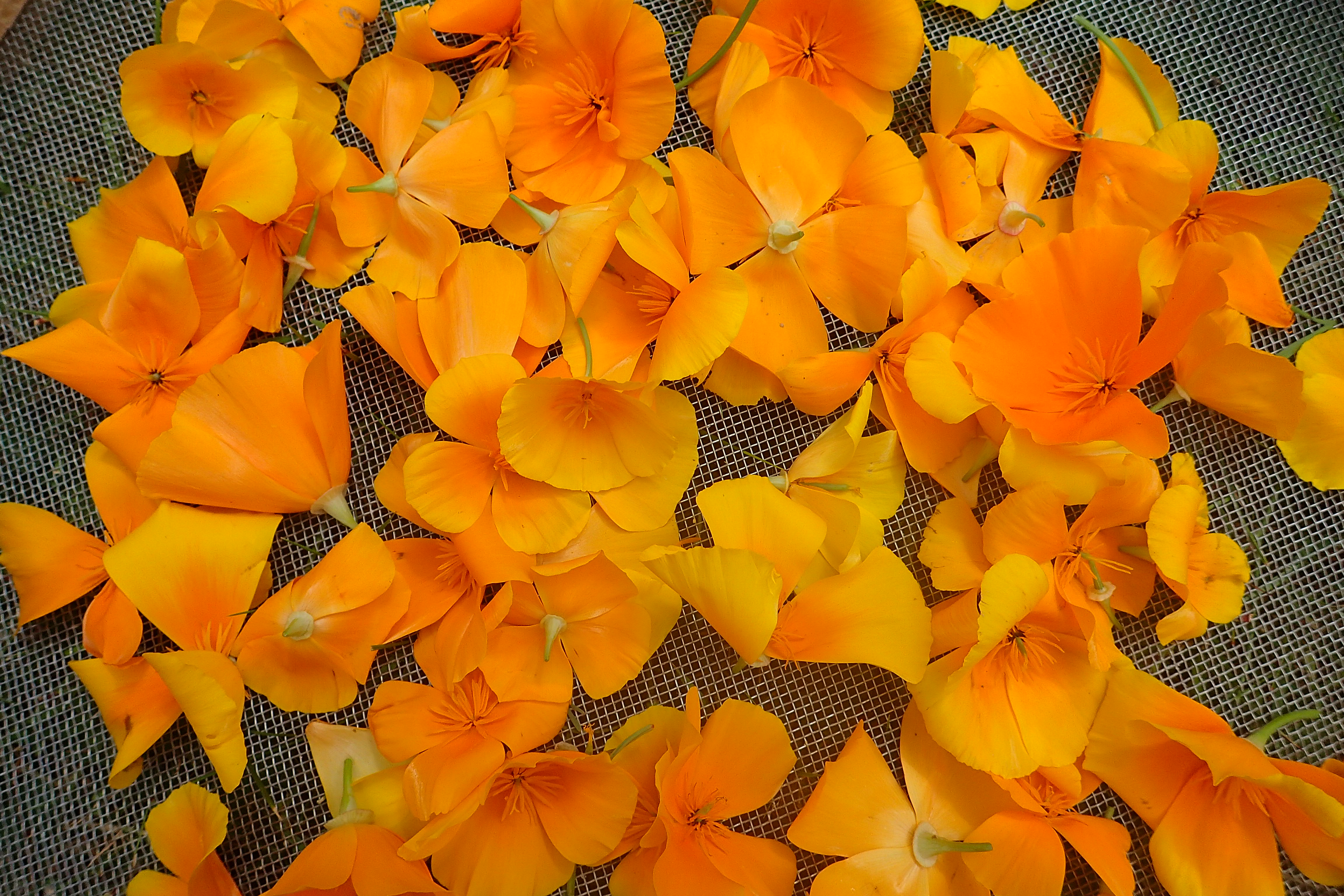 Eschscholzia californica, cueillette pour séchage