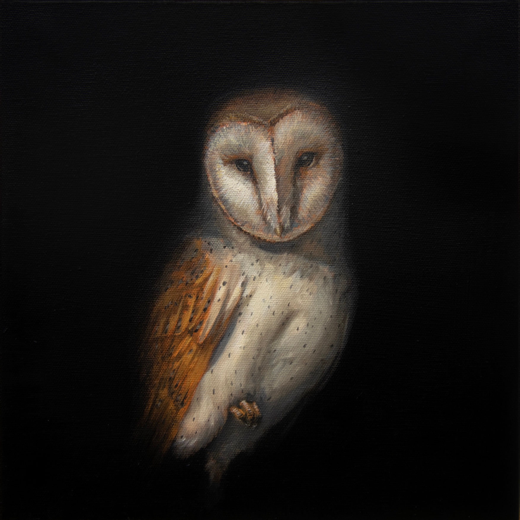 Barn Owl