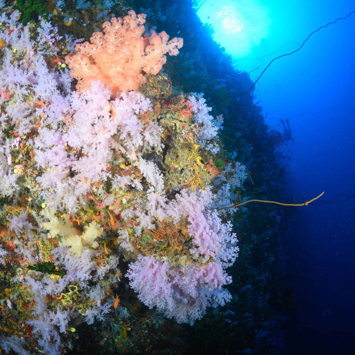 a diver explores the Great White wall in Fiji