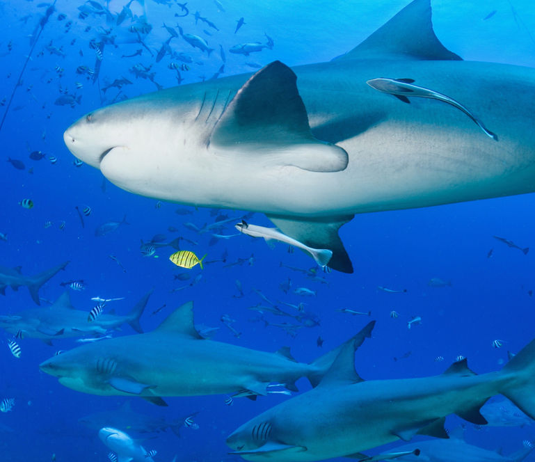 A wall of bull sharks