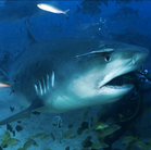 A giant tiger shark