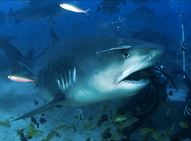 Diver encounters a large bull shark underwater