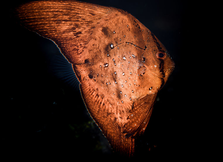 A juvenile leaf fish