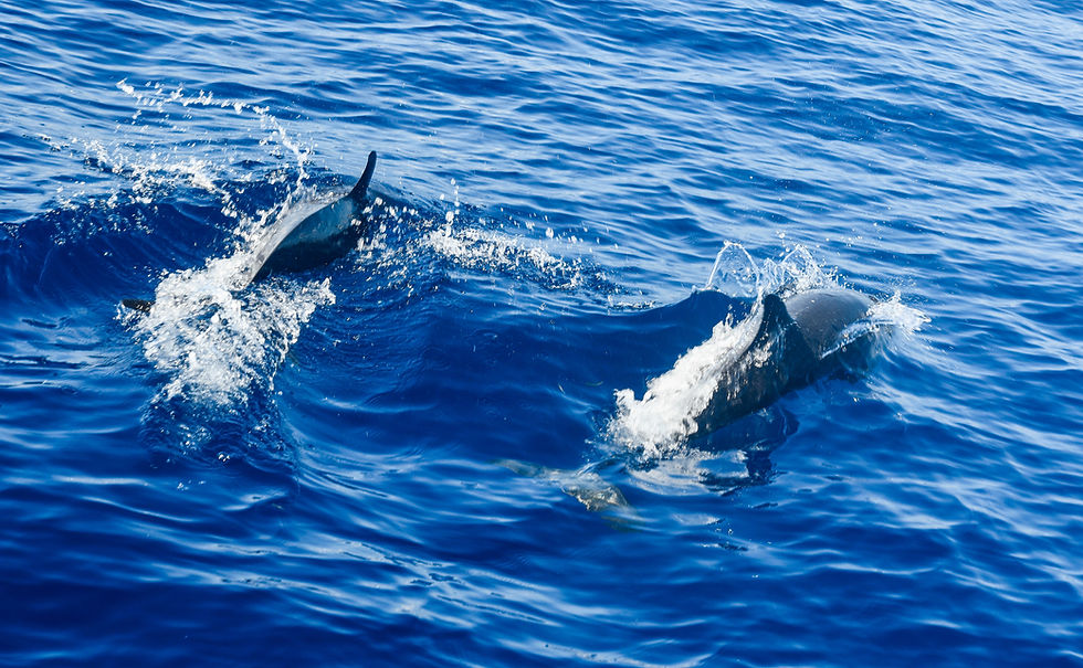 Thumbnail: Dolphins playfully swimming in blue ocean water