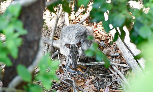 wallaby 2.jpeg