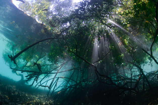 The resort's beautiful light filled mangroves