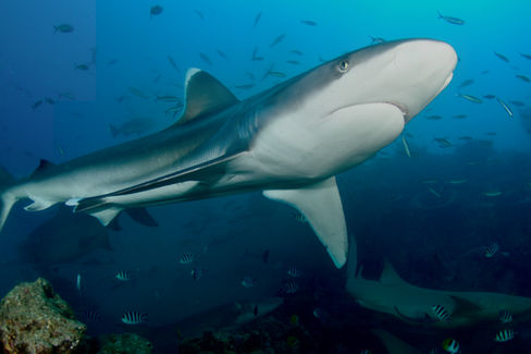 Grey reef shark underwater Fiji