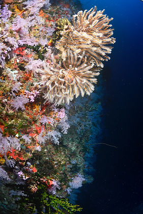 Vibrant coral reef, diverse marine life