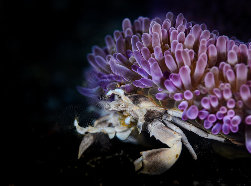 A white porcelain crab in a purple magnificent anemone on Fiji's Rainbow Reef
