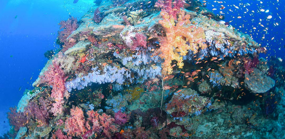 Vibrant coral reef teeming with marine life