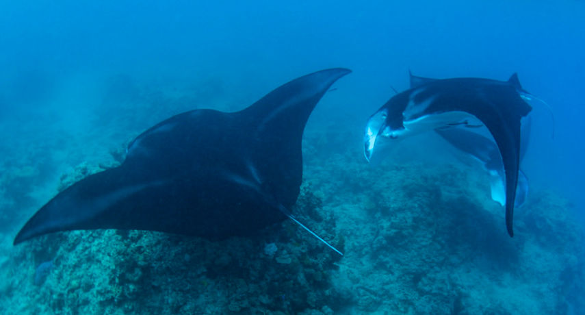 Majestic manta rays underwater, Fiji