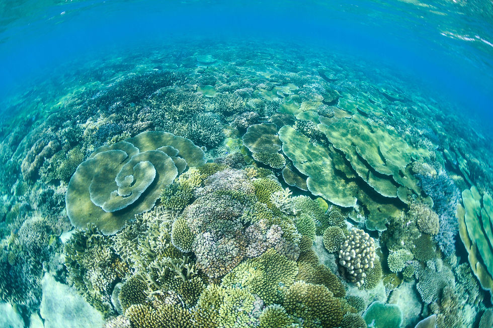 PLATE CORALS AT BAREFOOT KUATA RESORT