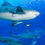Thumbnail: Underwater shot of sharks swimming
