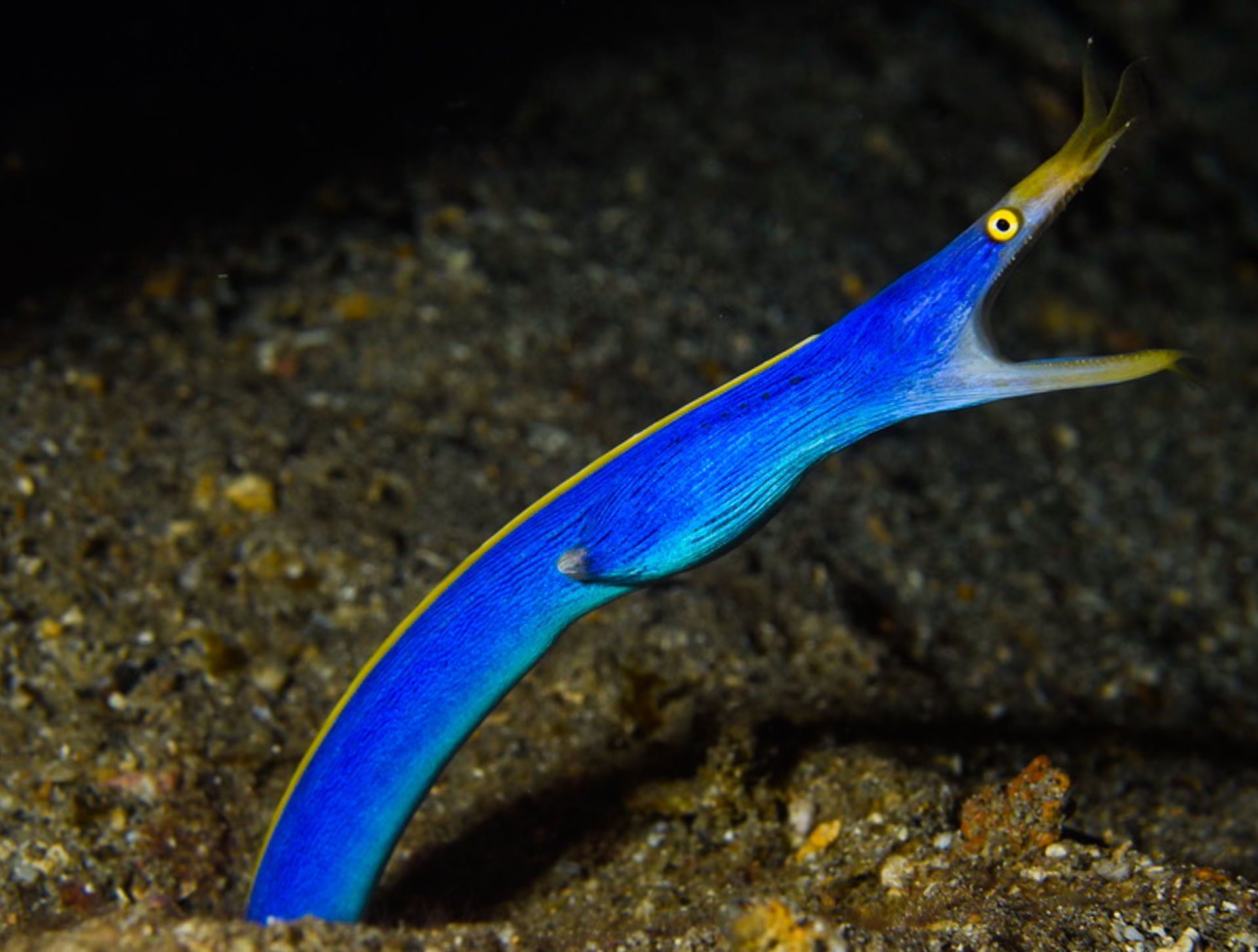 Vibrant blue ribbon eel underwater