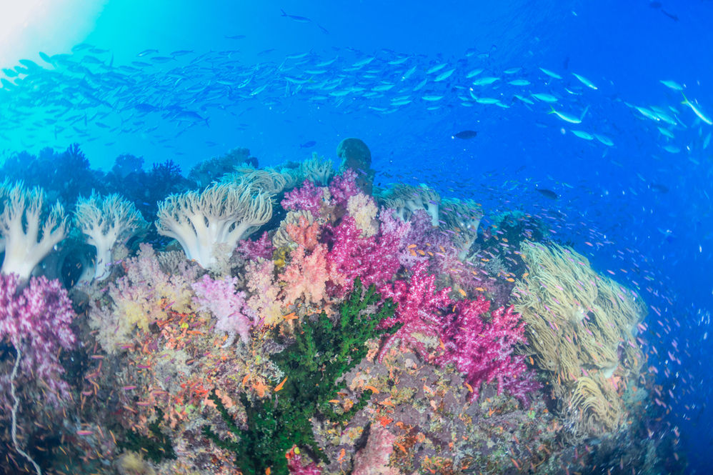 Scuba Diving in Fiji: colorful coral reef and fish